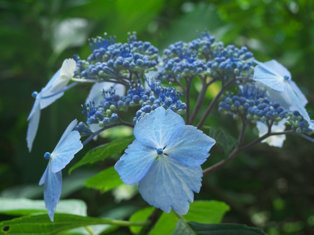 青い紫陽花
