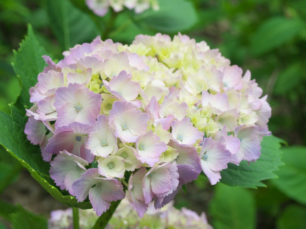 ピンクの紫陽花