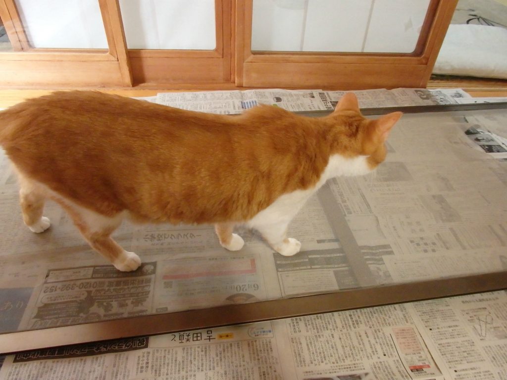 邪魔をする猫