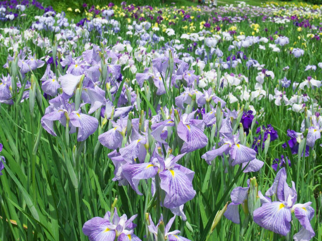 ハナショウブの紫色の花