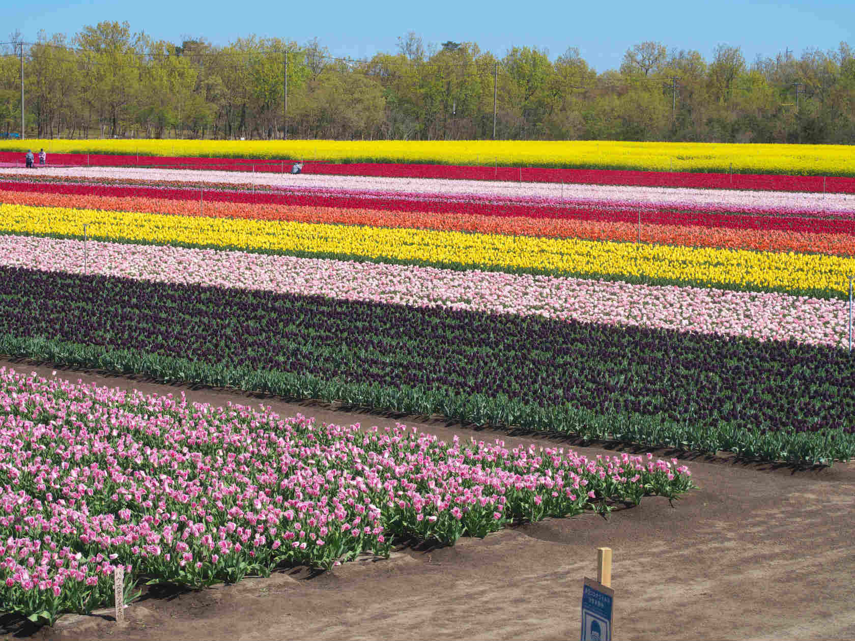 胎内市チューリップフェスティバル 菜の花も一緒に楽しむことができます あれいいんじゃね これいいよ あれ欲しい