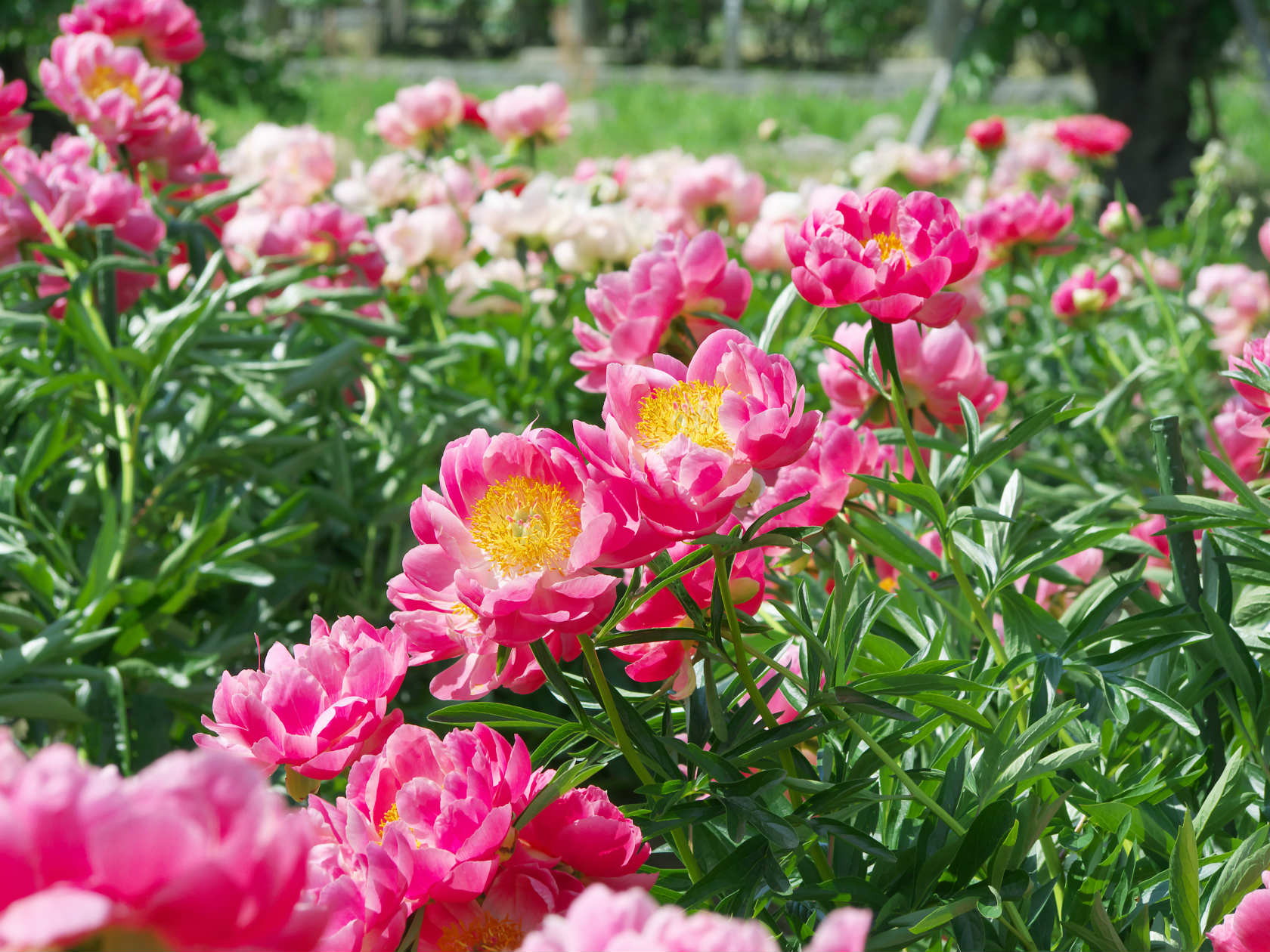 五泉市東公園の芍薬開花状況は しゃくやく園の見頃は5月中旬 下旬 あれいいんじゃね これいいよ あれ欲しい