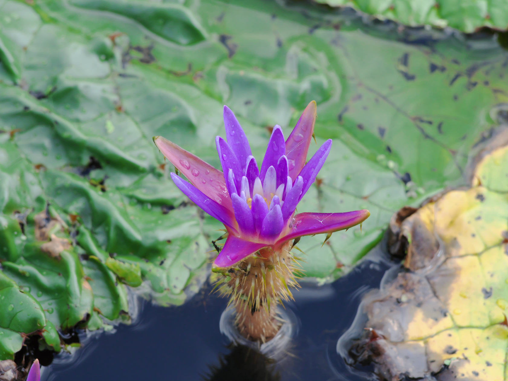 新潟市北区の福島潟オニバス池 紫色のきれいな花の見頃は8月中旬頃から あれいいんじゃね これいいよ あれ欲しい 新潟市北区の福島潟オニバス池 紫色のきれいな花の見頃は8月中旬頃から あれいいんじゃね これいいよ あれ欲しい